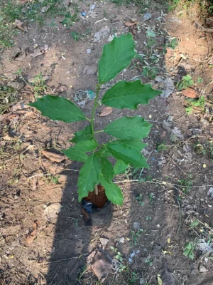 Mookku Sali Pazham Live Plant