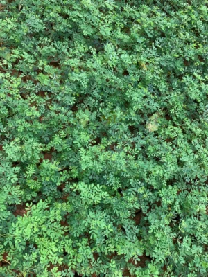 Mul Parambai Live Plant