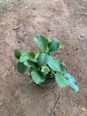 Strawberry Live Plant