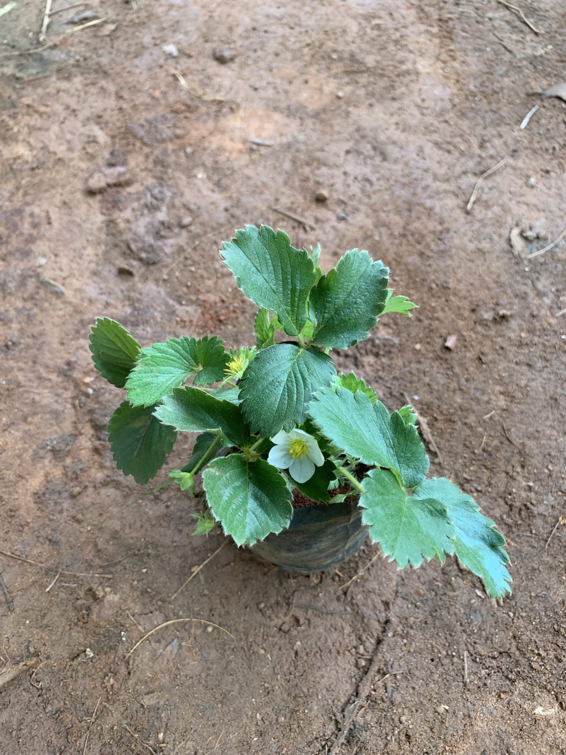 Strawberry Live Plant
