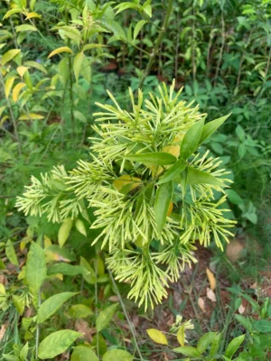 Cestrum Nocturnum