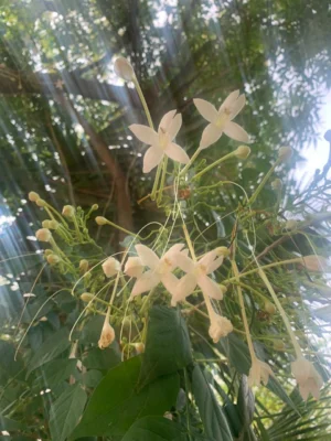 Indian Cork Tree Live Plant