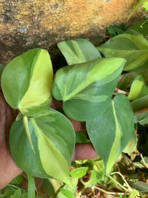 Heartleaf philodendron Live Plant