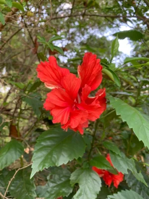 Hibiscus Double Petals Flower Plant