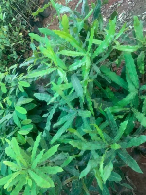 Macadamia Live Plant