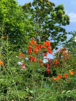 Pride of Barbados Live Plant