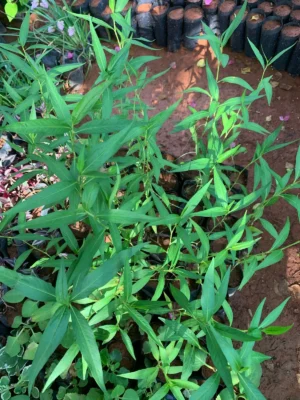 Thumbakkodari Live Plants for sale