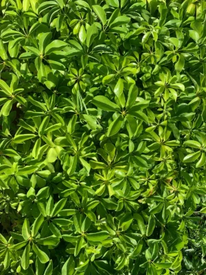 Umbrella Live Plant for sale
