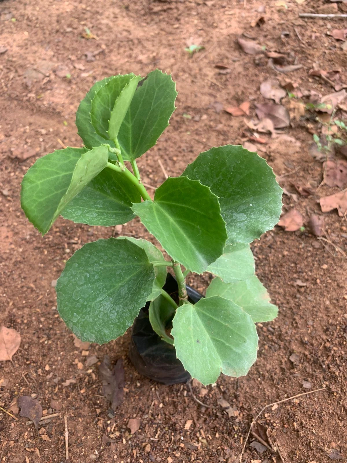 Cissus Quadrangularis
