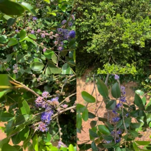Memecylon Umbellatum