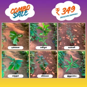 Devotional Plants Combo