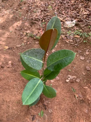 Ficus Elastica Robusta Live Plant