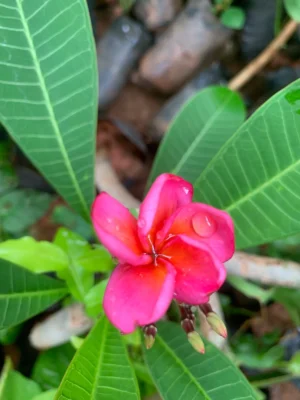 Red Plumeria Live Plant for Sale