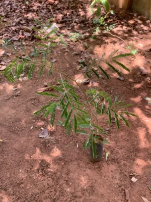 Usilai Tree