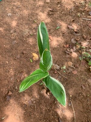 Variegaed Arrowroot Plant