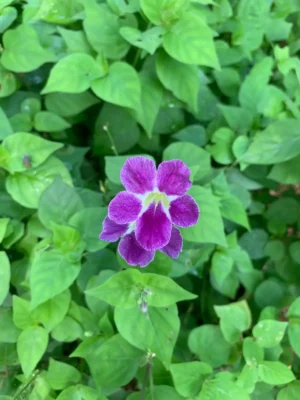 Asystasia Live Plant