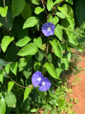 Blue Morning Glory Live Plant
