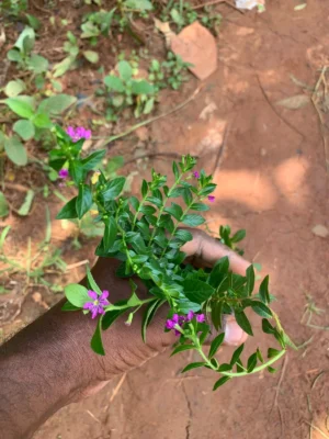 Cuphea Pink Live Plant