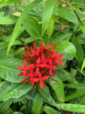 Ixora Red Tall All Time Flowering