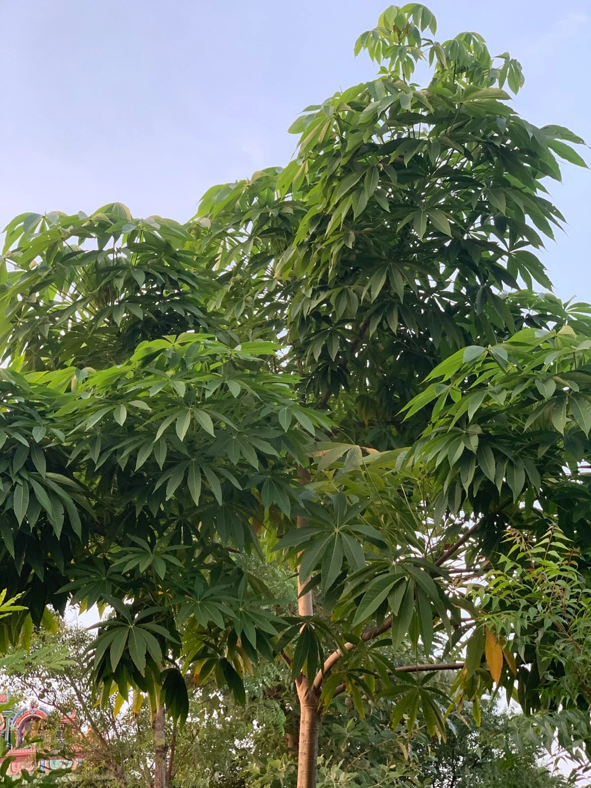 Java Almond Tree
