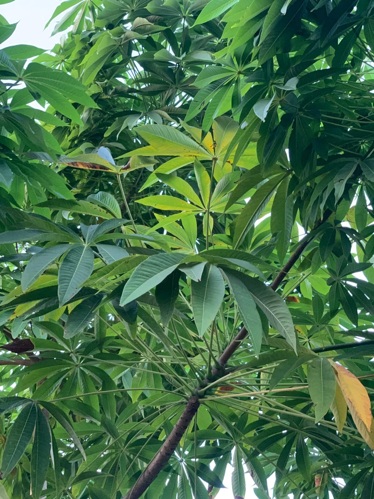 Jungle Almond
