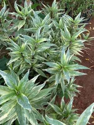 Justicia Gendarussa Variegated Leaves