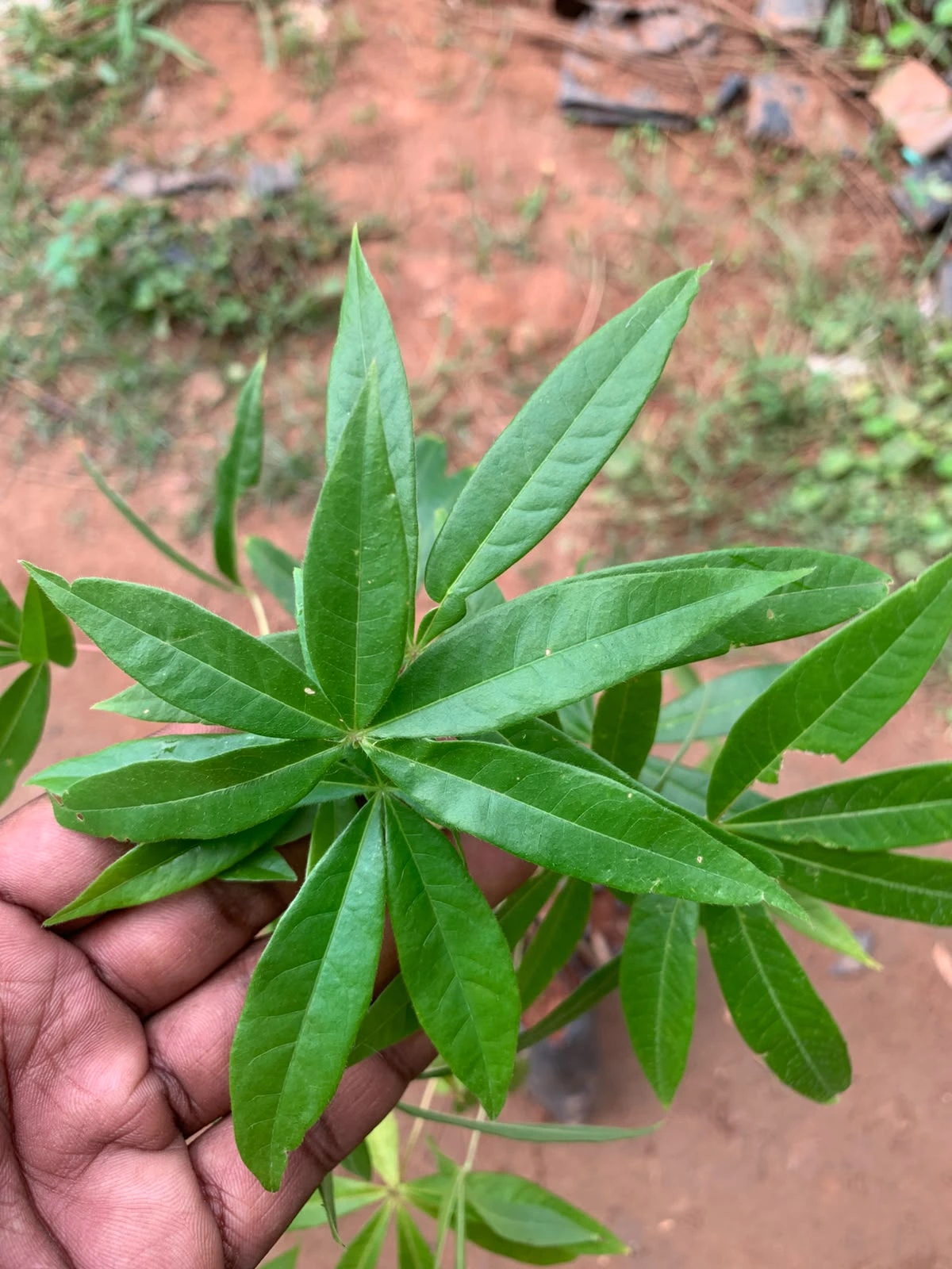 Sterculia Foetida