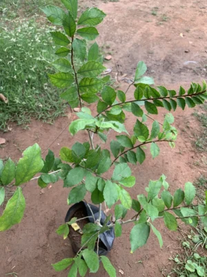 Streblus Asper Tree - Paraay Maram - பராய் மரம் - பிராய் மரம் - பிறமரம்